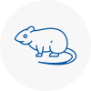 Rat Control Camberwell